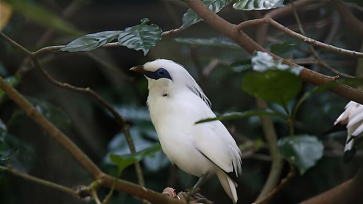 Auch den Bali-Star würde es, wie viele weitere Tierarten, ohne Zoos nicht mehr geben.