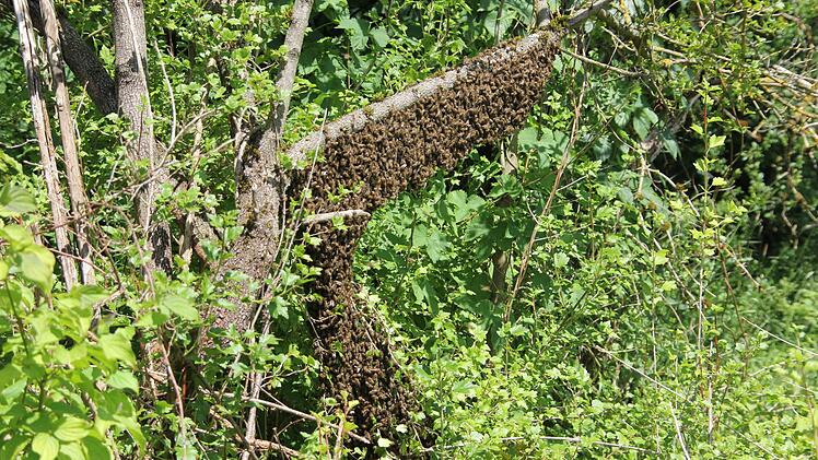 Der Schwarm hängt in L-Form am Strauch.  Foto: Friedwald Schedel
