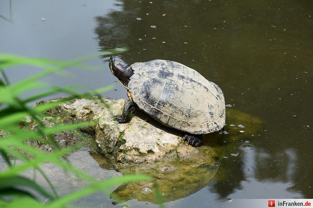 Am Hainweiher sitzen und den  den Schildkröten beim Chillen zuschauen.