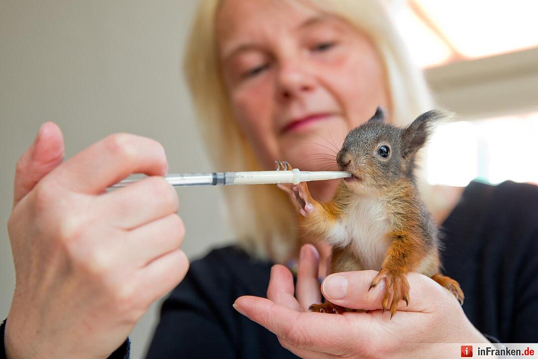 Eichhörnchen-Auffangstation