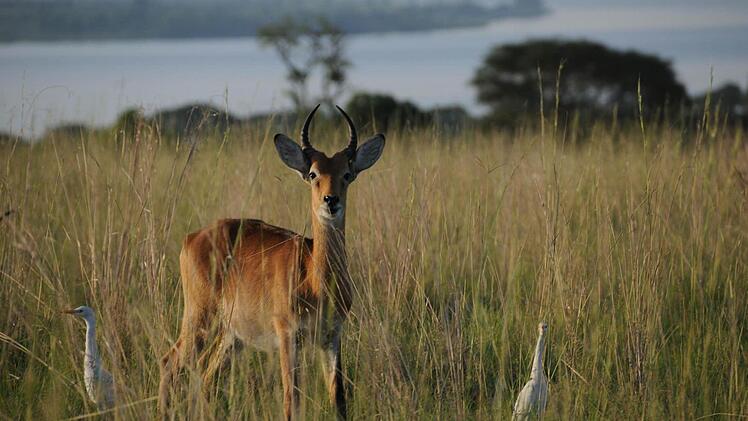 Im Murchison Falls National Park Foto: Stefan Reinmann