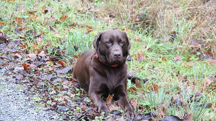 Ella jagt auch mit. Meist wird sie hinterher zur Nachsuche eingesetzt.