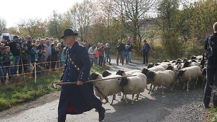 Weideabtrieb in Ginolfs. Foto: Marion Eckert