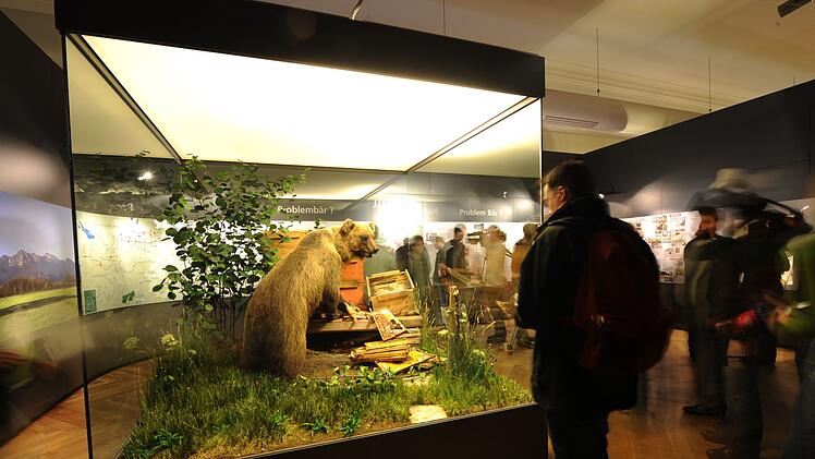 Braunb&auml;r "Bruno" ausgestopft im Museum