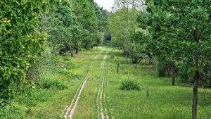 Der  Plattenweg war Teil der  ehemaligen innerdeutschen Grenze. Foto: Ronald Rinklef