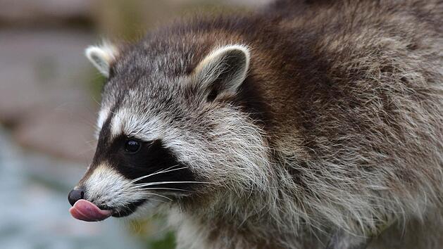 Ein betrunkener Waschb&auml;r hat in Erfurt f&uuml;r Schlagzeilen gesorgt. Symbolfoto: Uwe Zucchi/dpa