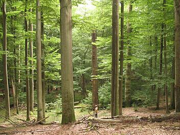 Buchen wie die Säulen einer gotischen Kirche: Das Foto entstand im Naturwaldreservat Waldhaus.  Foto: Ulla Reck