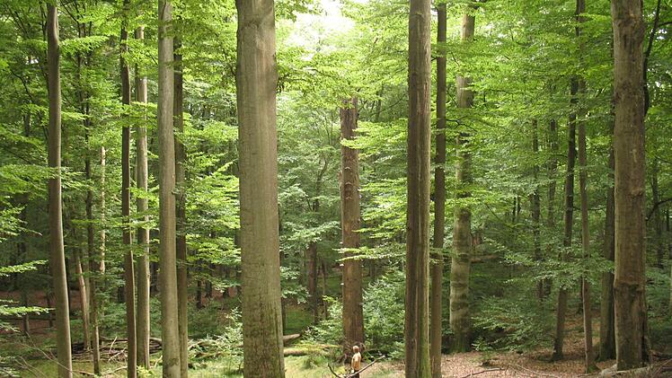 Buchen wie die Säulen einer gotischen Kirche: Das Foto entstand im Naturwaldreservat Waldhaus.  Foto: Ulla Reck