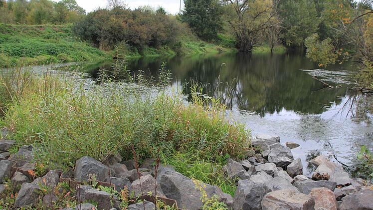 Ein Damm riegelt den alten Main ab und ist zugleich Zugang zur Weide der Rinder auf der Halbinsel. Foto: Matthias Einwag