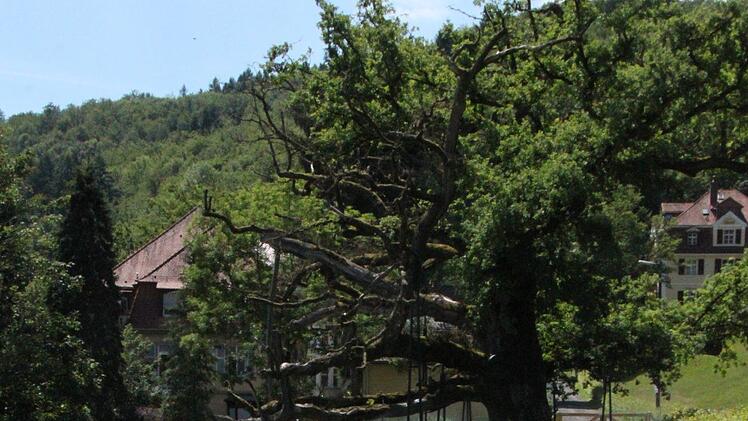 Eine Blumenwiese für Bienen findet sich auch dort - genauso wie die König-Ludwig-Eiche. Foto: Ulrike Müller