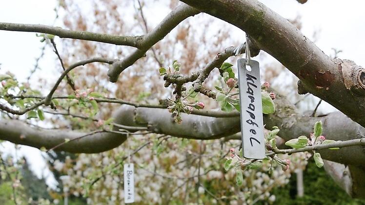 Jeder Ast ist sorgfältig beschriftet. So behält der Gärtner den Überblick, was wann blüht und reift. Foto: Dagmar Besand