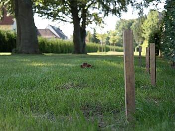 109 Grabstellen unter zwei Buchen, Foto: Sarah Stieranka