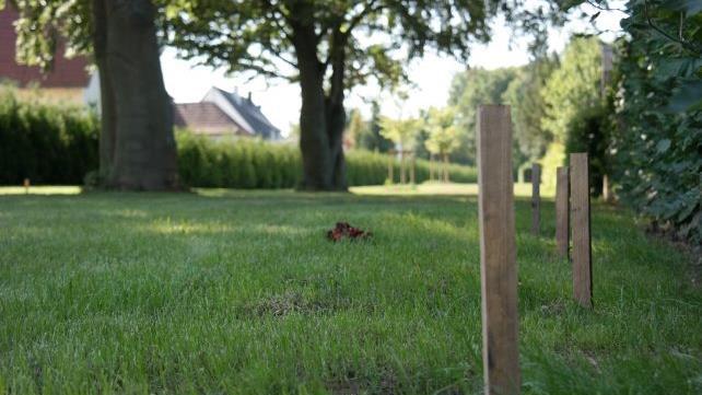 109 Grabstellen unter zwei Buchen, Foto: Sarah Stieranka