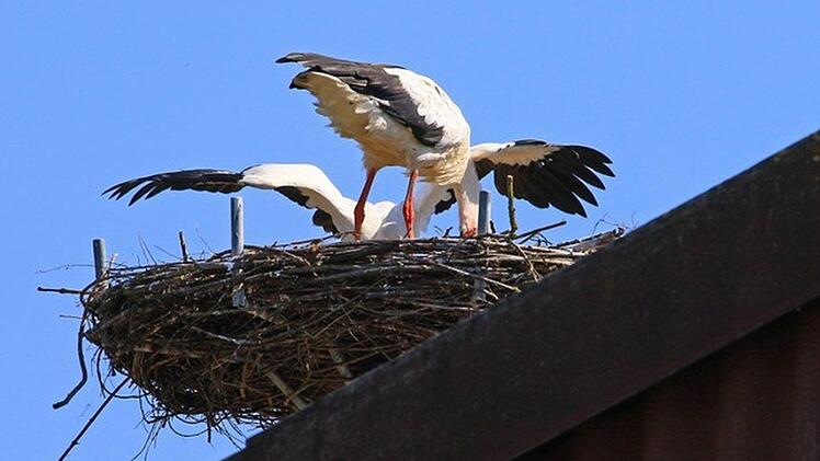 Nun würgt der Storchenpapa das mitgebrachte Futter in die Mitte des Nestes und der Jungvogel schlingt flügelschlagend alles runter. Noch lange danach läuft er auf dem Nest herum und sucht die letzten Leckerbissen, so als ob es lange nichts mehr zu fressen geben würde. Foto: Hans-Peter Schönecker