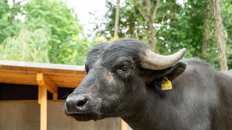 Tiergarten N&uuml;rnberg: Gro&szlig;es neues Gehege f&uuml;r Wasserb&uuml;ffel