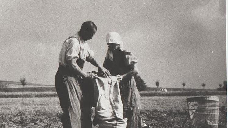 Anton und Margareta Hecker schütten auf ihrem Acker Kartoffel in einen schlanken, langen Sack; neben dem ein Korb mit Essen steht.Repro: Bruno Preißinger