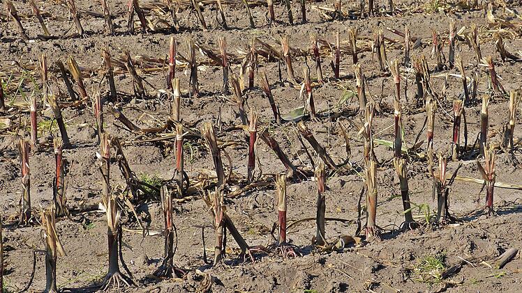 So sieht ein Feld nach der Ernte aus, wenn Wildschweine nicht alles platt gedrückt haben. Foto: Jürgen Förg