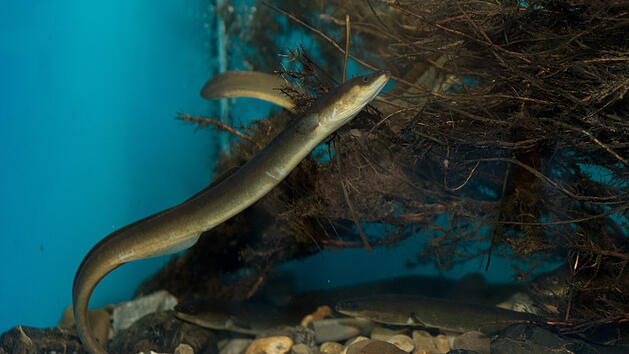 Fachberatung für Fischerei