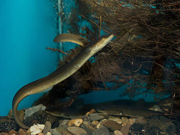 Fachberatung f&uuml;r Fischerei