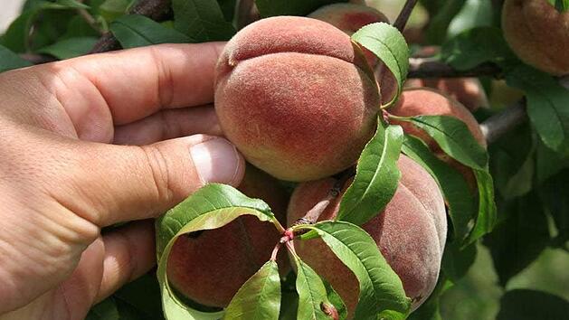 Symbolfoto: Thomas Neder