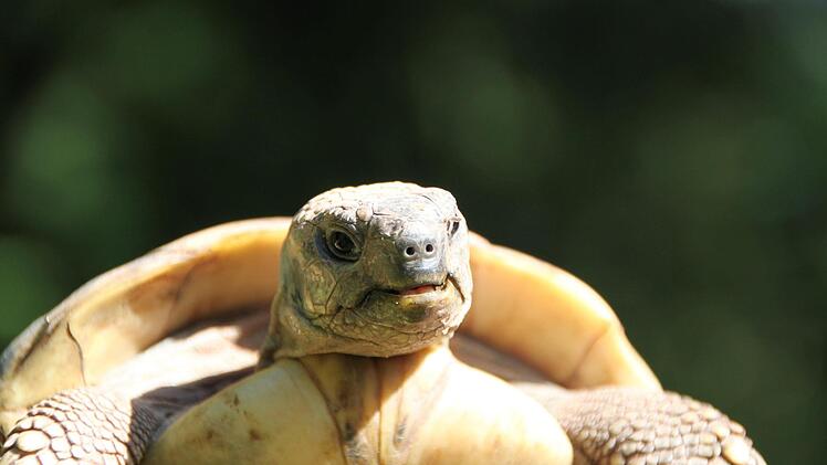 Mittlerweile hat die Familie etwa 30 Schildkröten. Foto: Ulrike Müller