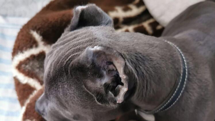 Hund Hugo wurde auf der A3 aus einem Sprinter befreit. Nun erholt sich der Welpe von seinen Strapazen. Foto: Hersbrucker Tierheim