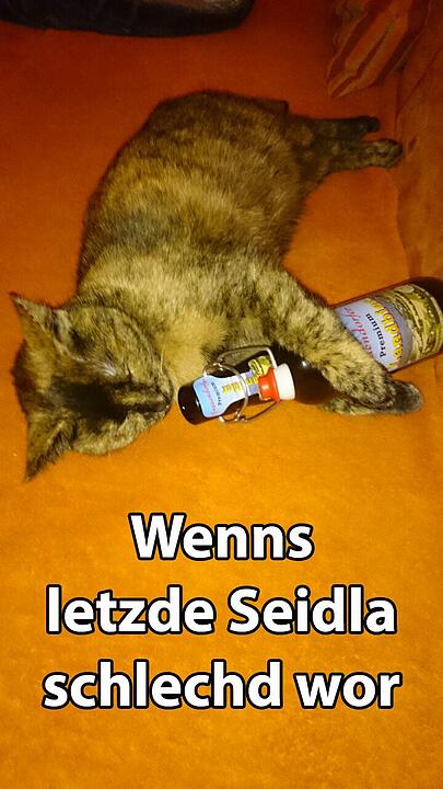 29 fränkische Katzen, die dich verstehen