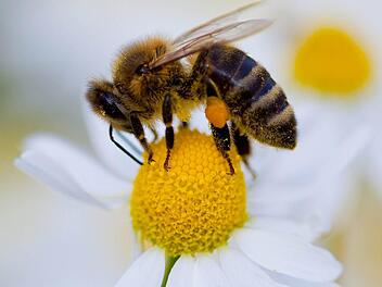 Die meisten Wildbienenarten benötigten Röhren, indem sie sich vermehren können. (Symbolfoto: Patrick Pleul / dpa)