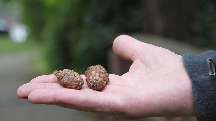 Zeit zum Betrachten: Ein Teilnehmer des meditativen Spaziergangs durch die Natur hat diese Zapfen gefunden. Foto: Ulrike Müller