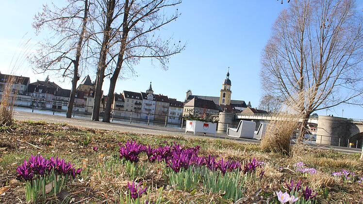 Kitzingen: Kranke B&auml;ume f&auml;llen und neue pflanzen - das ist die Aufgabe der Stadtg&auml;rtner