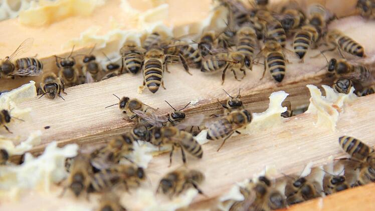 Die Bienen auf den Waben  Foto: Friedwald Schedel