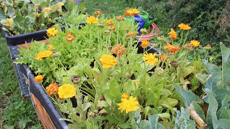 Bei den vertrockneten Ringelblumen werden die Samen geerntet.Foto: Sarah Dann