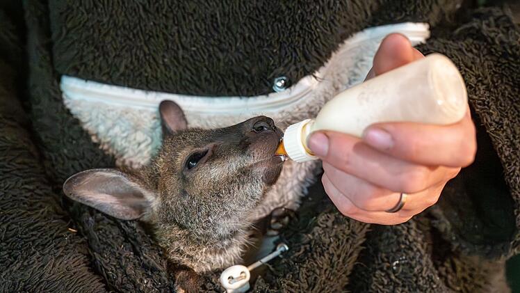 Tierpark-Chefin zieht K&auml;nguru-Baby im Pulli auf