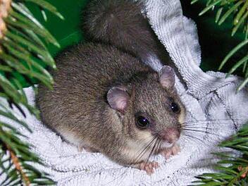 Ein Siebenschläfer. Foto: Elke Spillman-Preuß