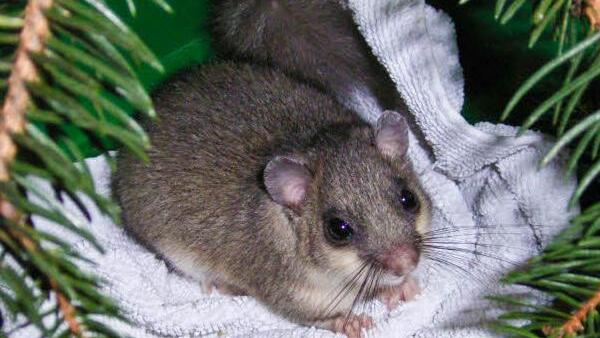 Ein Siebenschläfer. Foto: Elke Spillman-Preuß