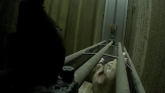 Die Aufnahmen bei "Report Mainz"  zeigen ein Schwein in der Betäubungsgondel, laute Schreie voller Panik sind zu hören. Das Material stellte die Soko Tierschutz der ARD zur Verfügung.
