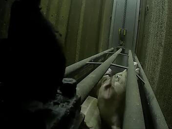 Die Aufnahmen bei "Report Mainz"  zeigen ein Schwein in der Betäubungsgondel, laute Schreie voller Panik sind zu hören. Das Material stellte die Soko Tierschutz der ARD zur Verfügung.