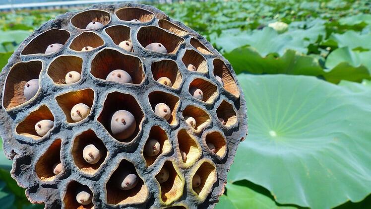Wie gemalt: Die Kapsel einer Lotusblume.Foto: Manfred Wagner