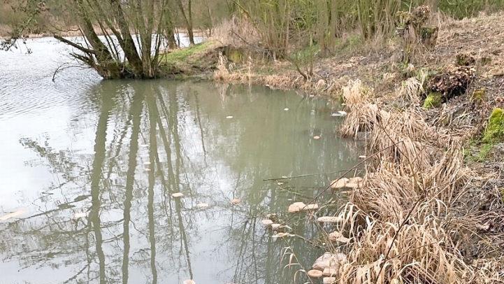 Unbekannte haben am Ufer des Ketschendorfer R&uuml;ckhaltebeckens ein Chaos hinterlassen: Verdorbene Brote, Br&ouml;tchen und deren Verpackungst&uuml;ten treiben an der Oberfl&auml;che.  Foto: Sven D&ouml;rr
