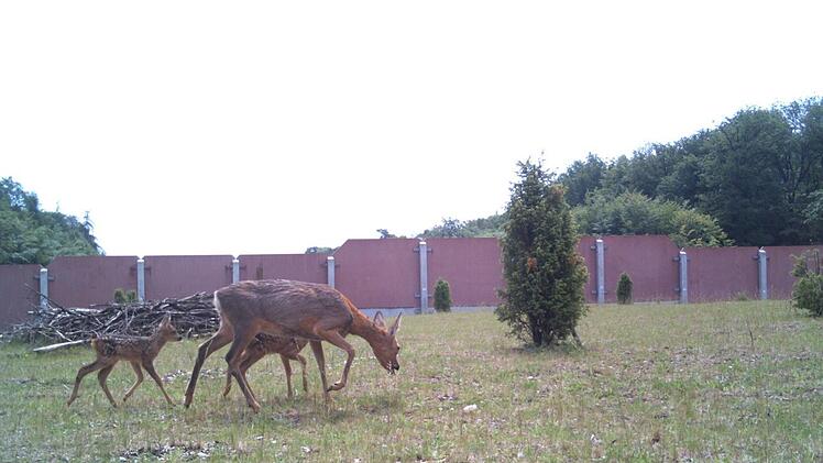 Schnappschuss der automatischen Wildkameras, die der Sachbereich Landschaftsplanung der Autobahndirektion Nordbayern, Dienststelle Würzburg, zur Verfügung gestellt hat.