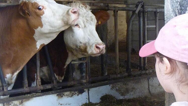 Die Kinder beobachten die Jungrinder im Stall.