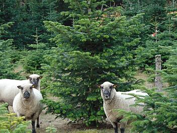 Die Schafe aus der Christbaumplantage müssen jetzt nachts zur Sicherheit in den Stall gebracht werden.Petra Malbrich