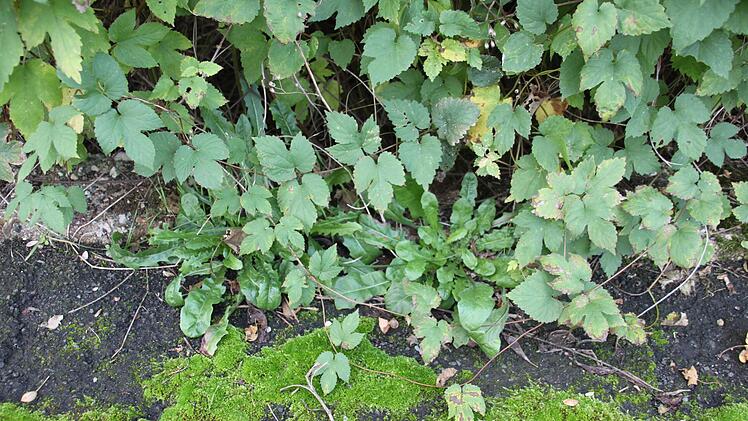 Mancherorts in Altenkunstadt sprießt Grün aus dem Gehsteig. Wer seiner Reinigungspflicht nicht nachkomme, werde angeschrieben, sagte Bürgermeister Robert Hümmer bei der Bürgerversammlung.