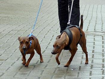 Pinscher sind am Wochenende in der Aare ertränkt worden. Symbolfoto: Michael Bahlo, dpa