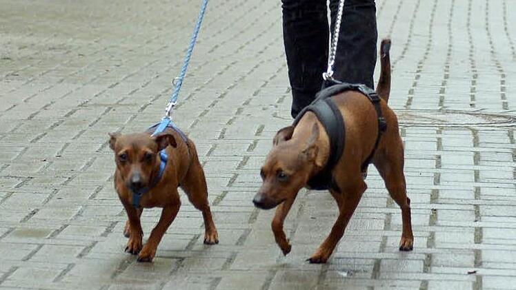 Pinscher sind am Wochenende in der Aare ertränkt worden. Symbolfoto: Michael Bahlo, dpa
