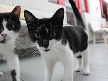 Die meisten Bewohner im Forchheimer Tierheim sind Katzen. Viele warten noch auf eine Vermittlung. Fotos: Jutta Rudel