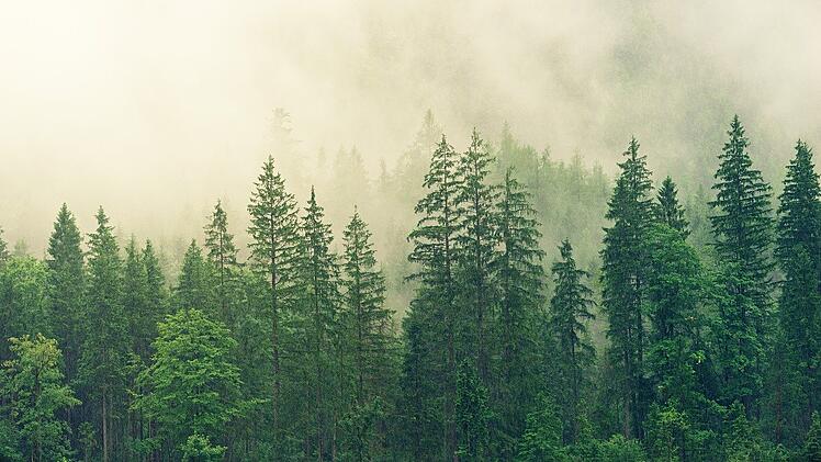 Der Wald gilt als die grüne Lunge des Planeten. Was kann man tun, um ihn zu schützen?