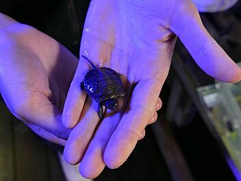 Tiergarten Nürnberg züchtet Sumpfschildkröten: Süßer Nachwuchs kam auf die Welt Tiergarten Nürnberg züchtet Sumpfschildkröten: Süßer Nachwuchs kam auf die Welt