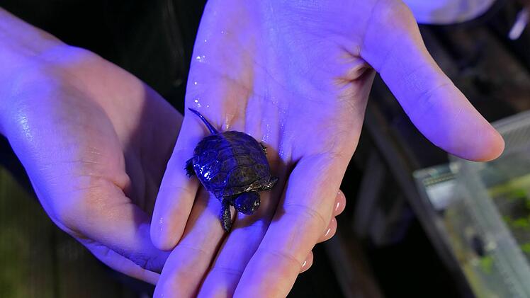 Tiergarten Nürnberg züchtet Sumpfschildkröten: Süßer Nachwuchs kam auf die Welt