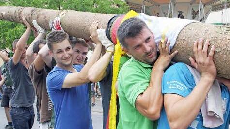 Der Rekord-Baum hatte heuer auch ein Rekord-Gewicht. Foto: Sonja Werner